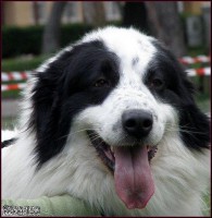 /album/a/armani-hlava-jpg/